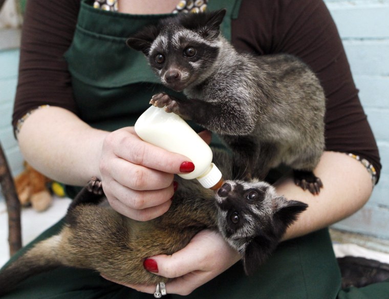 Image: An employee of Royev Ruchei Zoo feeds two-month-old Asian palm civet cubs in the Siberian city of Krasnoyarsk