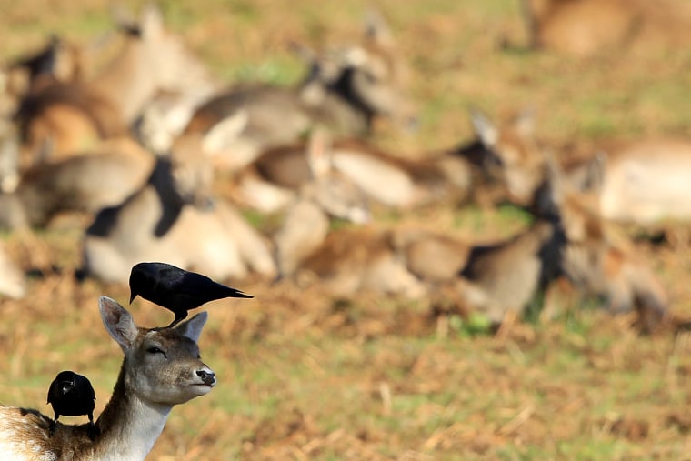 Image: Birds feed from a deer at Bradgate Park in Newtown Linford