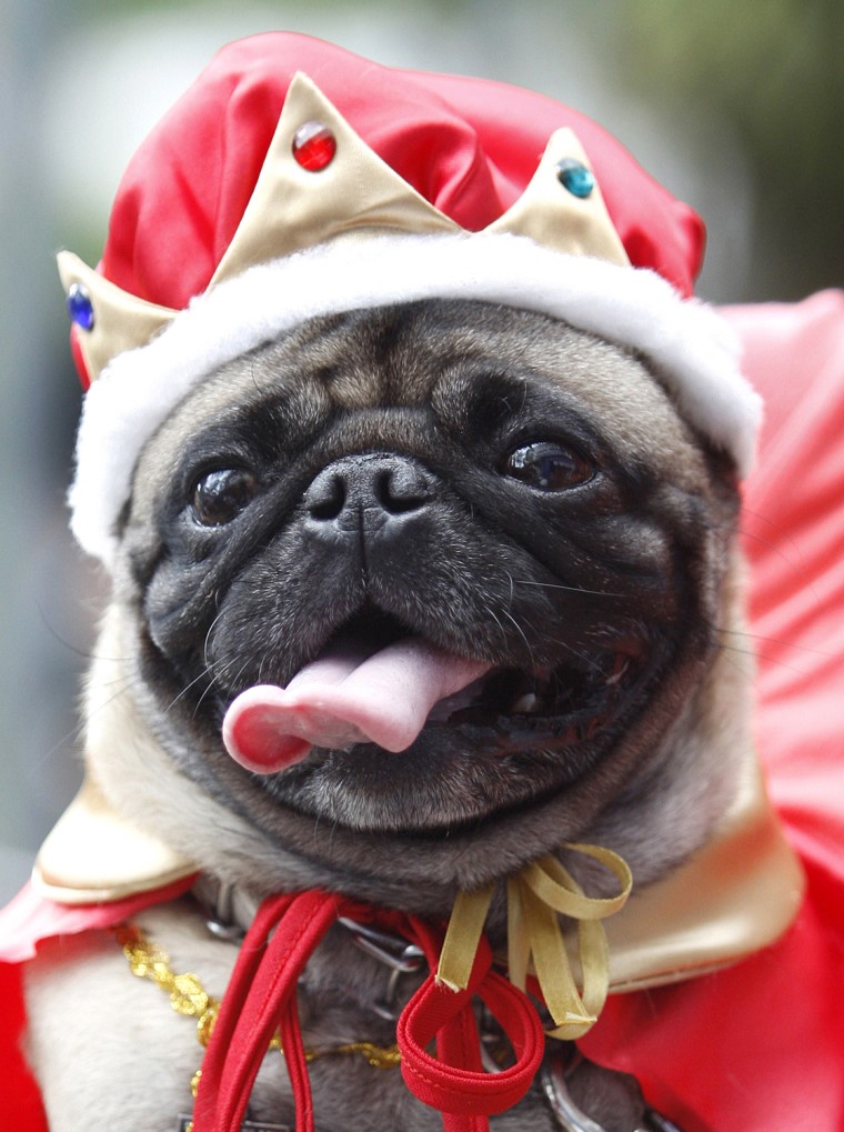 Image: A dog dressed as a King participates in the Family Pet Festival in Cali