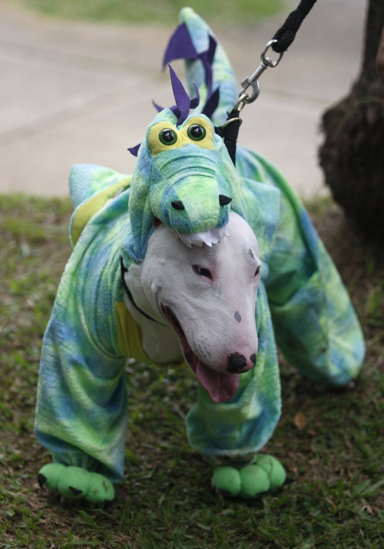 Image: A dog dressed as dragon participates in the Family Pet Festival in Cali