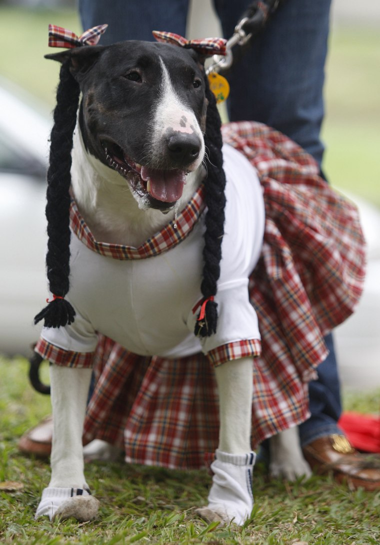 Image: A dog dressed as woman participates in the Family Pet Festival in Cali