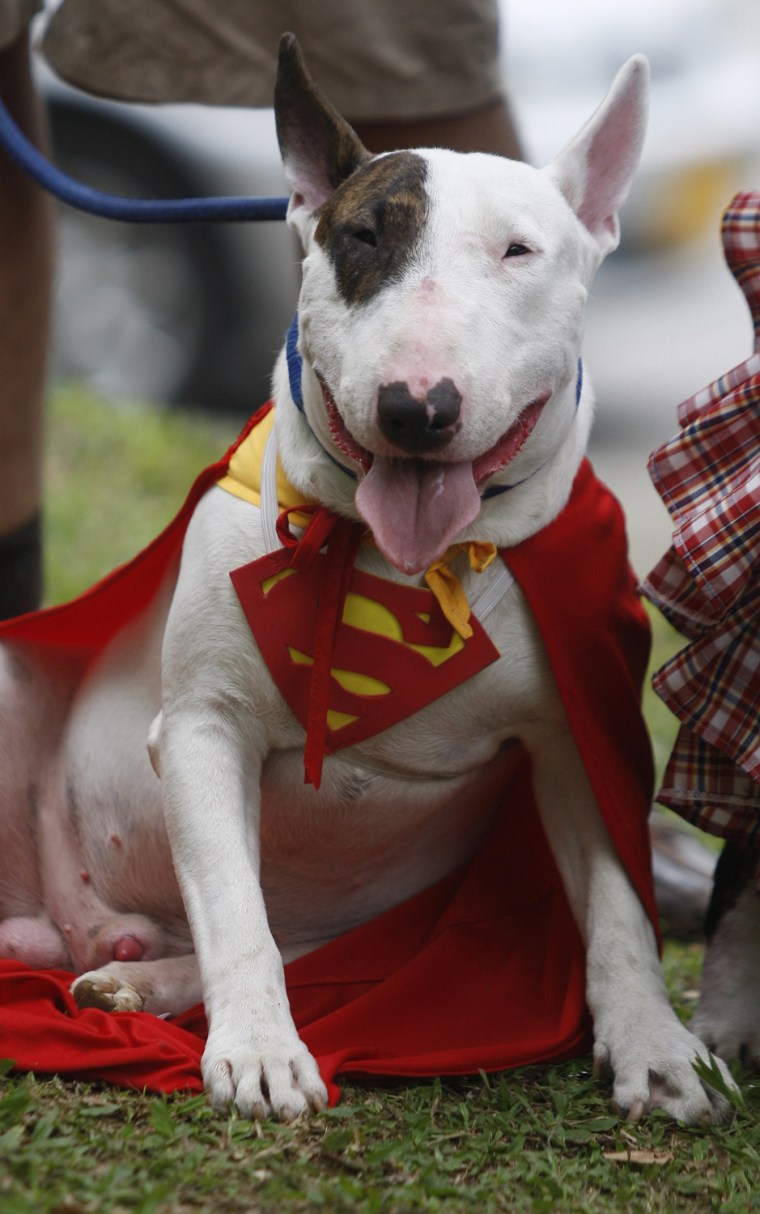Image: A dog dressed as Superman participates in the Family Pet Festival in Cali