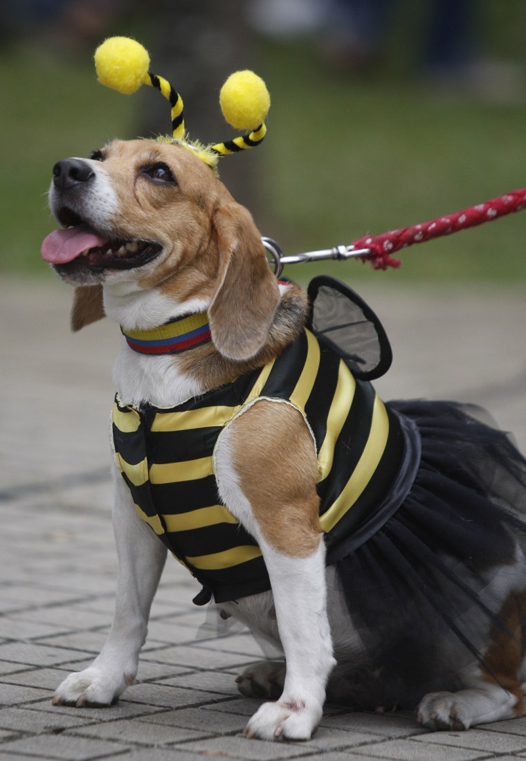 Image: A dog dressed as bee participates in the Family Pet Festival in Cali