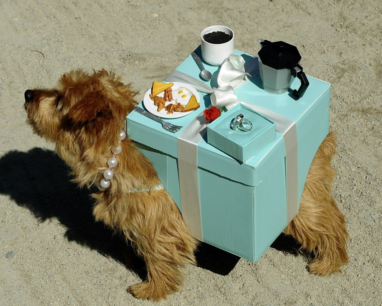 Image: Sissy the Norfolk Terrier is dressed as