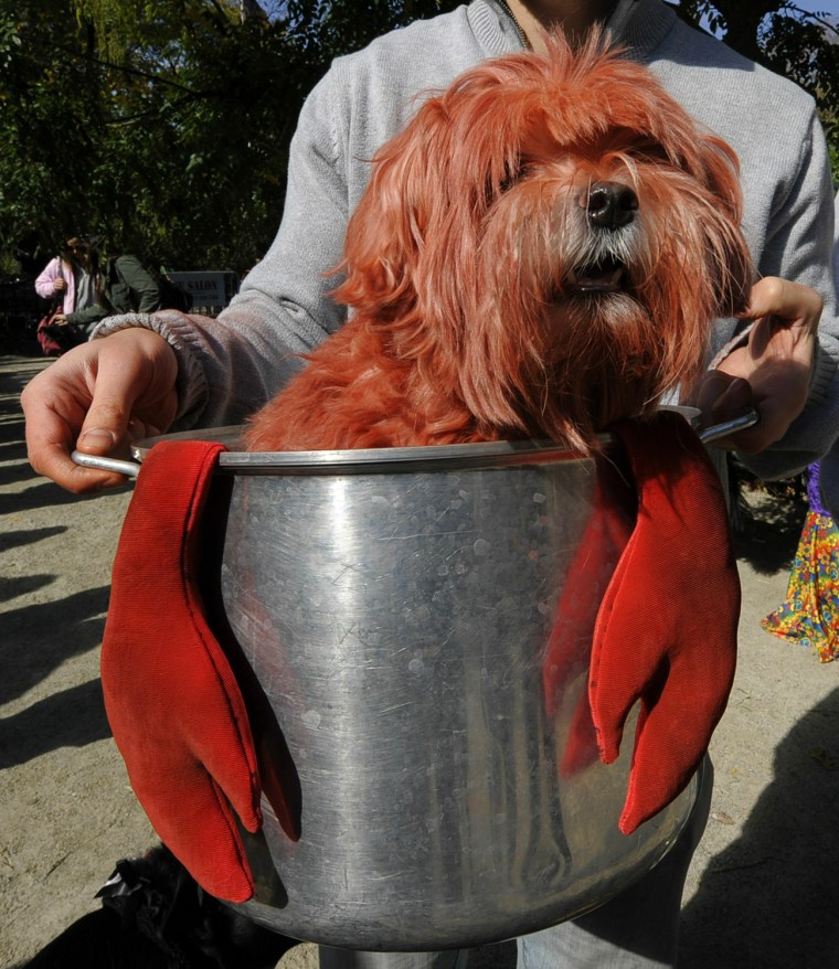 Image: A dogged dressed as a lobster in a pot p