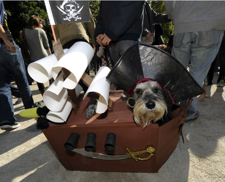 Image: A dog dressed as a pirate ship participa