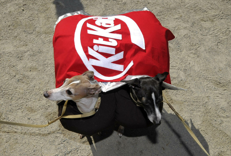 Image: Dogs dressed as a KitKat candy bar parti