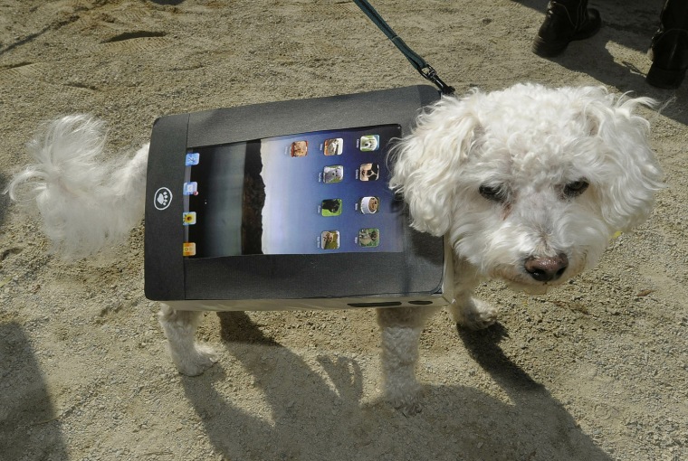 Image: Oscar the Bichon impersonates an iPad du