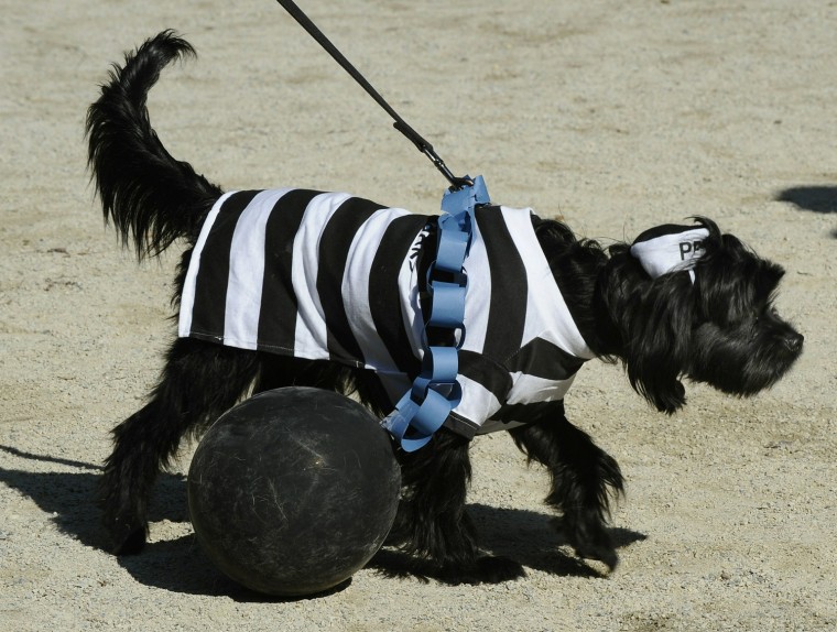 Image: A dog dressed as a prison convict during