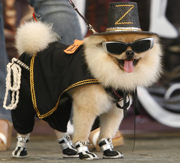 Image: A Pomeranian dressed as \"Zorro\", the Spanish masked swordsman in the movie \"The Mask of Zorro\", models its costume during a Halloween fund-raising event in Quezon City