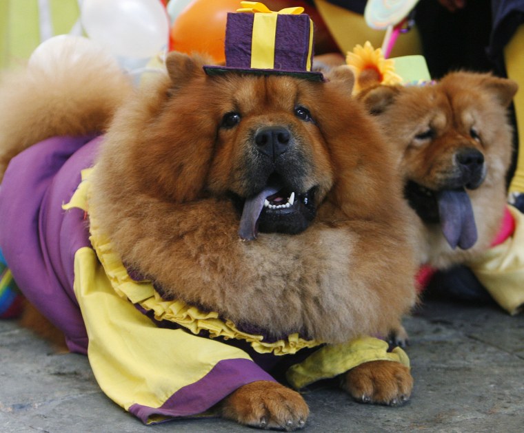 Image: Two Chow Chows dressed in clown costumes are seen during a Halloween fund-raising event in Quezon City