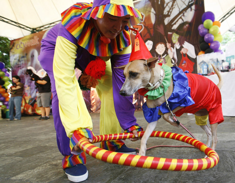 Image: An Aspin dog dressed in a clown costume performs with his owner during a Halloween fund-raising event at a mall in Quezon City