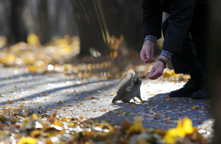 Image: A man feeds a squirrel in a Moscow park