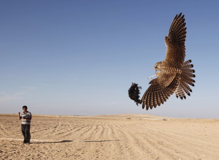 Image: A Bedouin practices falconry using bait attached to a falcon to catch other free falcons during the hunting season in central Sinai