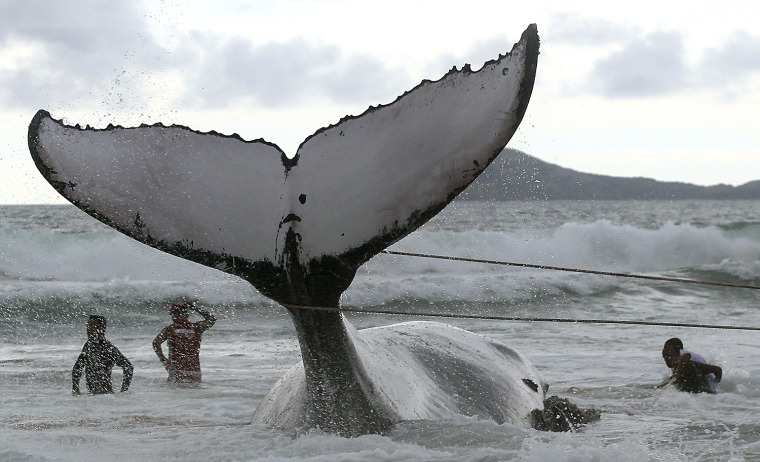Image: Rescue workers try to push a humpback whale that had became stranded back out to sea at Geriba beach in Buzios
