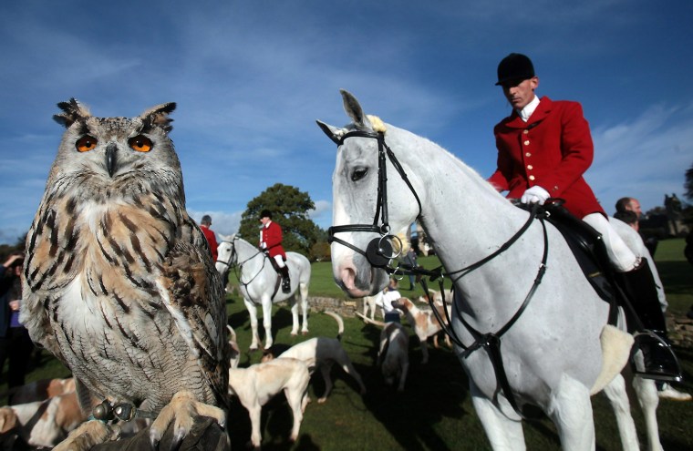 Image: The Avon Vale Hunt Meet Marks The Opening Of The Fox Hunting Season