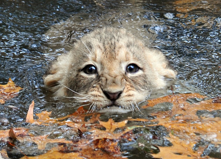Image: A young lion cub tries to swim in the mo