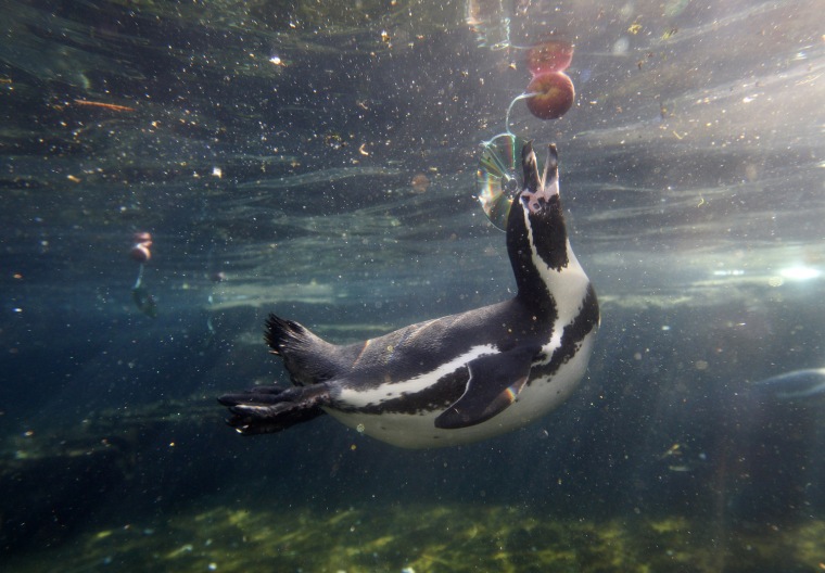 Image: A Humboldt penguin grabs at an apple as it bobs in its enclosure at Chester Zoo