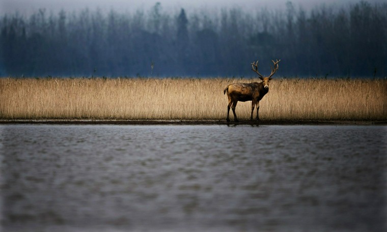 Image: Pere David's Deer Nature Reserve At Yangtze River Swan Islet