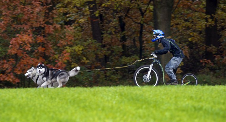 Image: Sled dog race in the Kneggelse bossen in Veldhoven, Netherlands