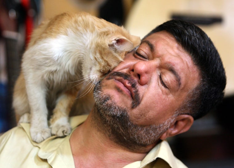 Image: One of ten orphaned pet cats snuggles up