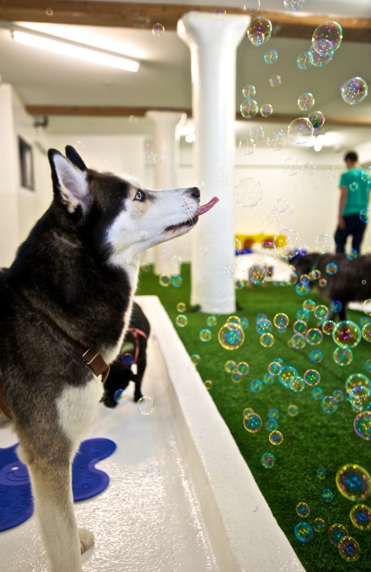 #5982222 EXCLUSIVE... ***EXCLUSIVE***

Fetch Club, a dog care spa in lower Manhattan, stimulates their canine clients with liver-scented bubbles during group playtime sessions, on October 27, 2010 in New York City.

Billing itself as the ultimate destination for everything canine, New York's Fetch Club brings the bow-wow factor to the city's dogs. Not just any old doggie day care centre, Fetch Club paws aside the competition providing its guests with a canine restaurant, fitness centre, style and photo studio, nightclub and even hotel. Offering Reiki energy massages to the pampered pooches, Fetch Club has a 3,000 sq ft indoor grass lawn, a pool complete with purified mineral water and offers pedicures and manicures to Manhattan's barking elite. Set inside a 13,000 sq ft warehouse near the heart of New York's Financial District, Fetch Club aims to be a modern oasis for the modern urban dog.

Restriction applies: USA ONLY

 Fame Pictures, Inc - Santa Monica, CA, USA -  (310) 395-0500