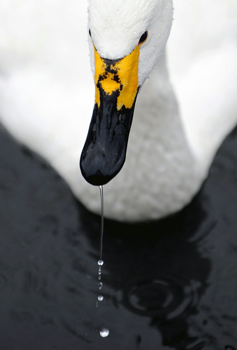 Image: TOPSHOTS
A white swan swims in its enclo