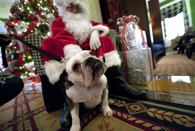 Image: Marco, a six-year-old bulldog, poses for