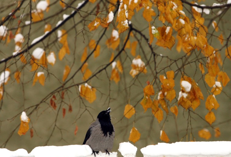 Image: A magpie stands near the snow-covered banks of the Miljacka river in Sarajevo