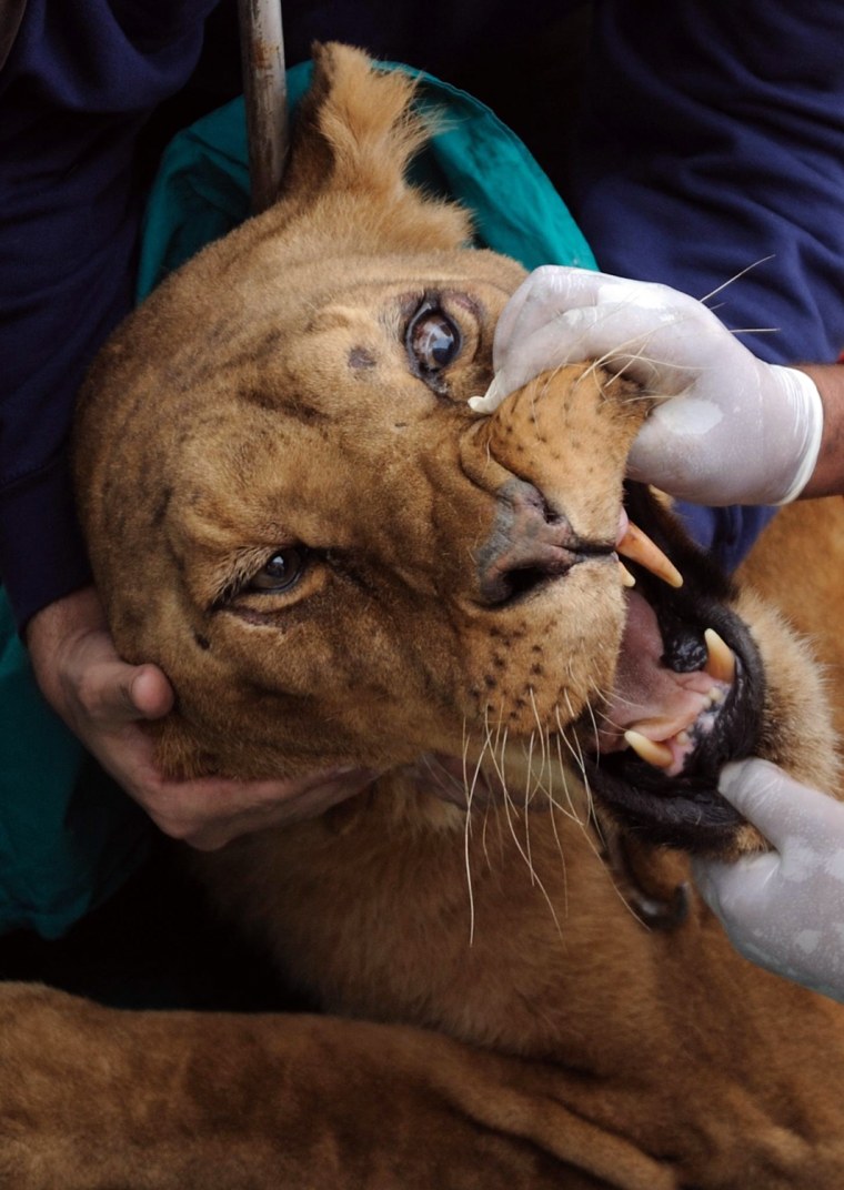 Image: Activists of Four Paws rescued an old lion from the miserable conditions in a Bulgarian zoo