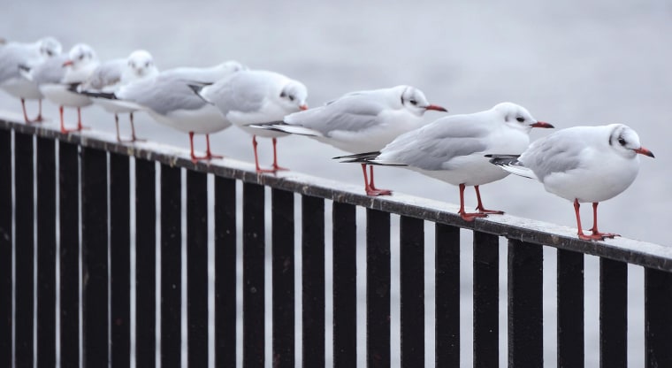 Image: Seagulls in winter