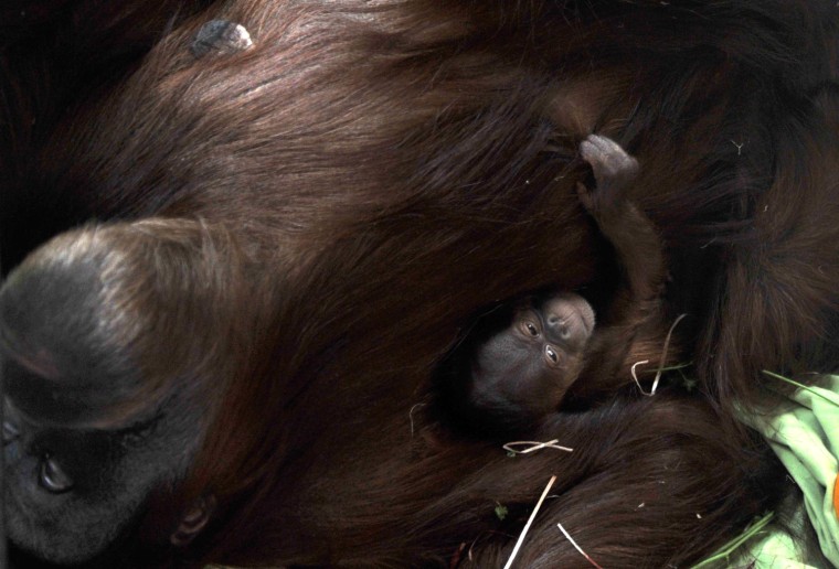 Image: Newborn Orangutan at Melbourne zoo