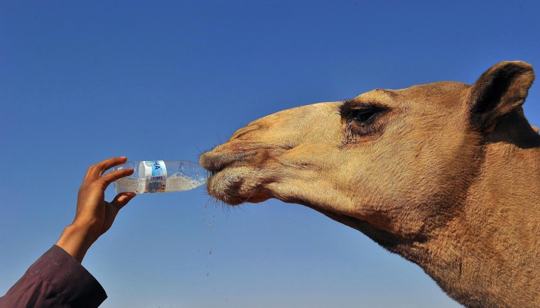 Image: King Abdulaziz Award Festival for Camels Pageant