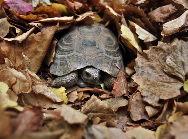 Image: Tortoise rests between autumn leaves at a park in Amman