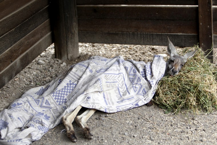 Image: A kangaroo rests after receiving treatment at the Gan-Garoo Australian park in northern Israel