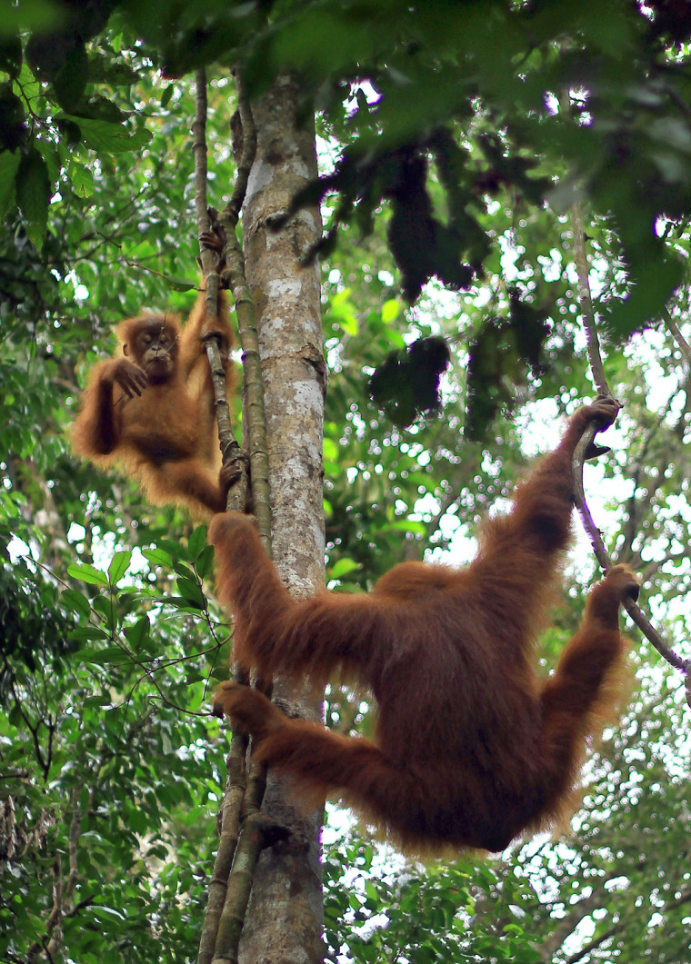 Image: An orangutan stays close to her offsprin