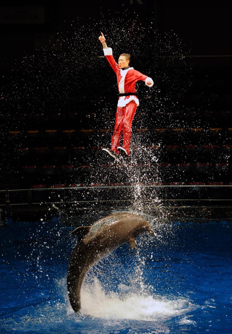 Image: Dolphin and Santa Claus show