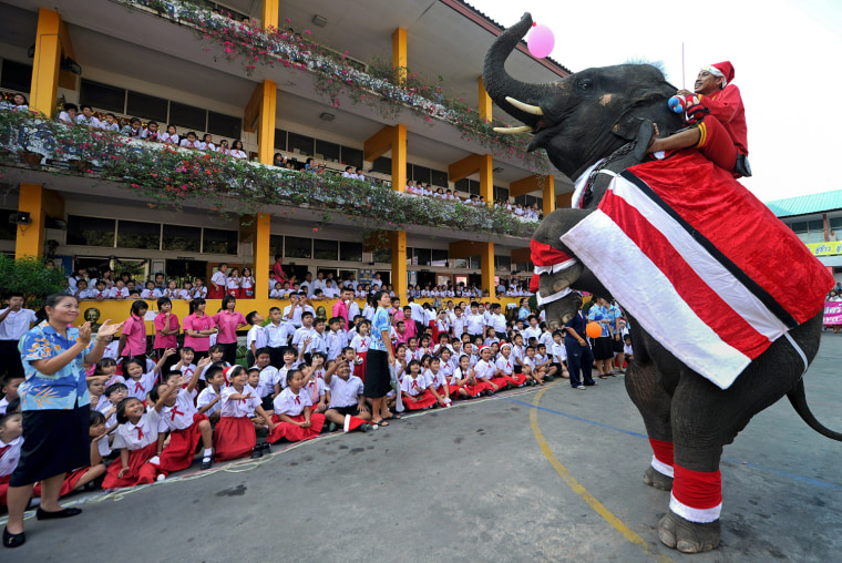 Image: An elephant dressed in a Santa Claus cos