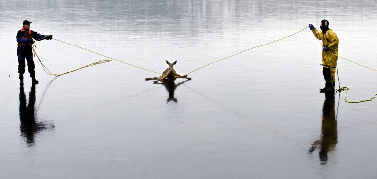 Image: A deer is pulled from atop Hauser Lake with a rope