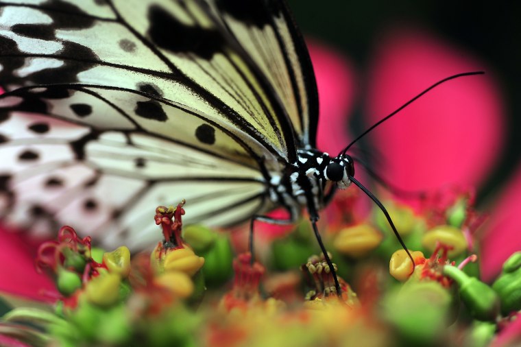 Image: A Filipino nymph butterfly