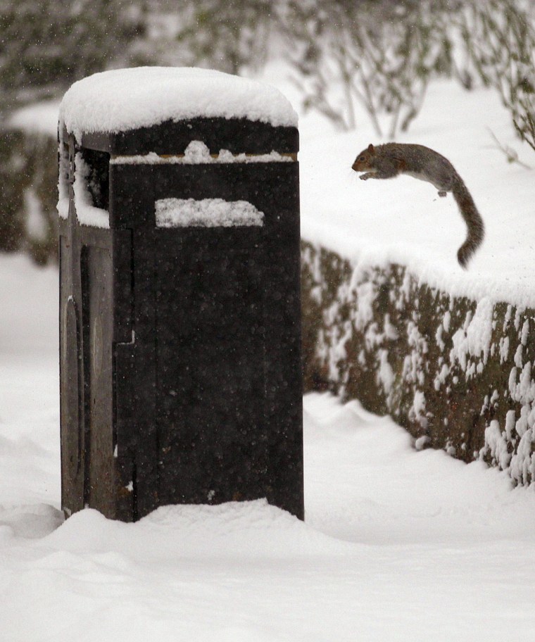 Image: A squirrel jumps onto a rubbish bin in Princes Street Gardens in Edinburgh, Scotland
