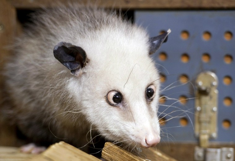 Image: Cross-eyed opossum Heidi is pictured as