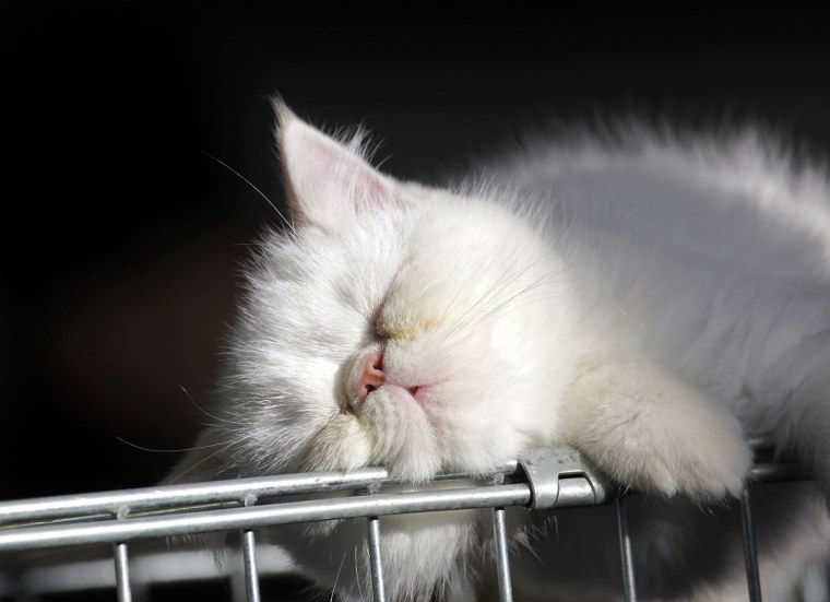 Image: A Persian cat sleeps on its cage during a regional cat exhibition in Russia's southern city of Stavropol