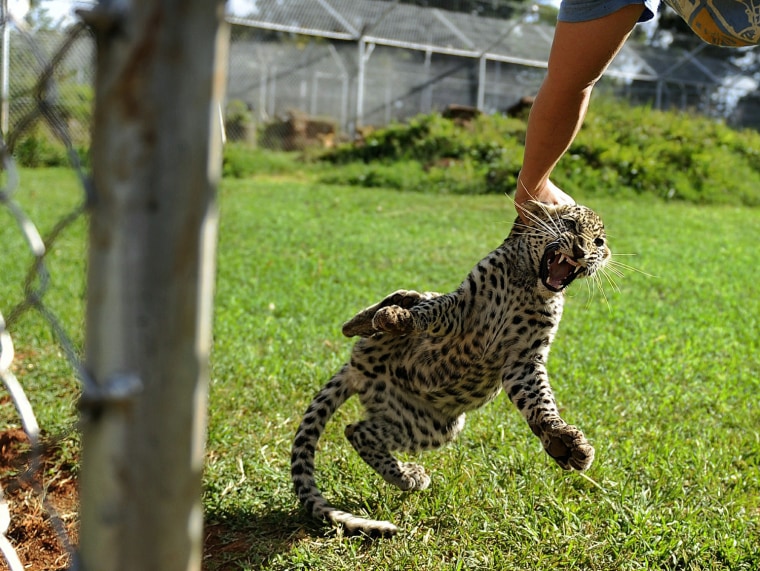 Image: A few months old Leopard cub christened