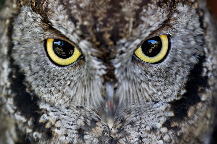 Image: A captive western screech owl looks out of an enclosure at the Wildlife Safari wildlife park in Winston, Ore.