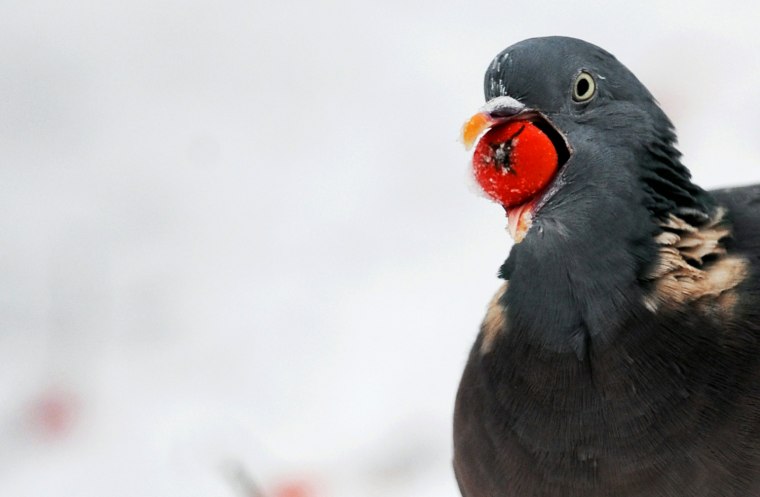 Image: A pigeon holds a berry in its mouth whil