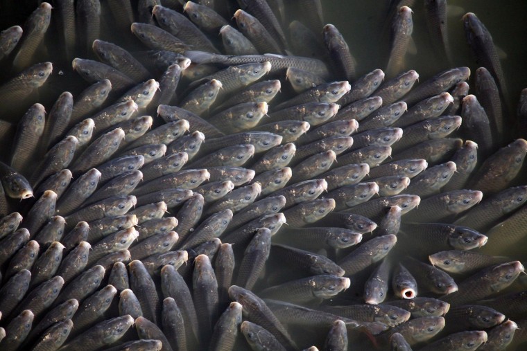 Image: A shoal of fish are seen hurling themselves to the surface of Lake Karla