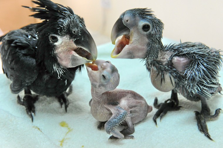 Image: Three Black Palm Cockatoos siblings, a 3