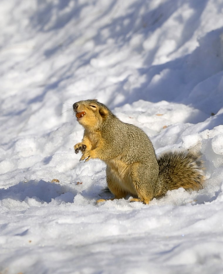 Image: A squirrel eats on a nut after digging it out of a snow bank at Gibson Park, in Great Falls Mont.