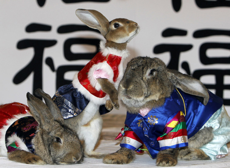 Image: Rabbits are dressed in traditional Hanbok during a photo call at an amusement park in Yongin